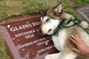 Udowodnił fenomen nabożeństwa psa